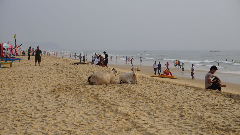 Image of the beach Goa